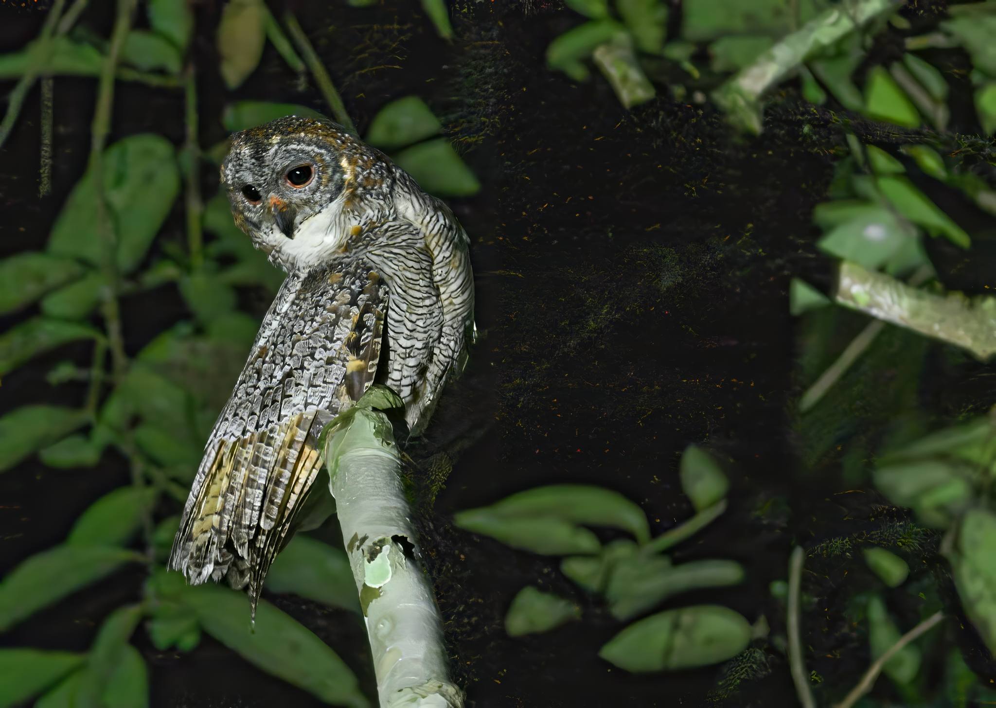 Wood Owl